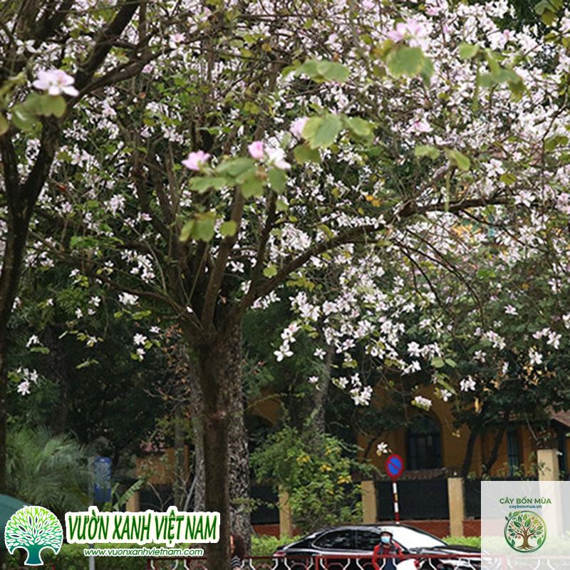 cây ban - Image 4