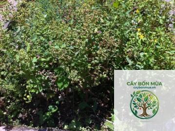 cây ban âu - Image 5