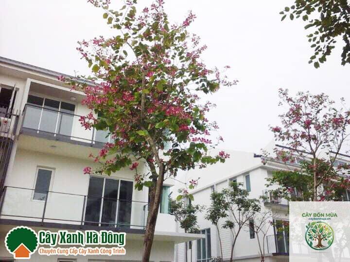 cây ban đỏ - Image 2