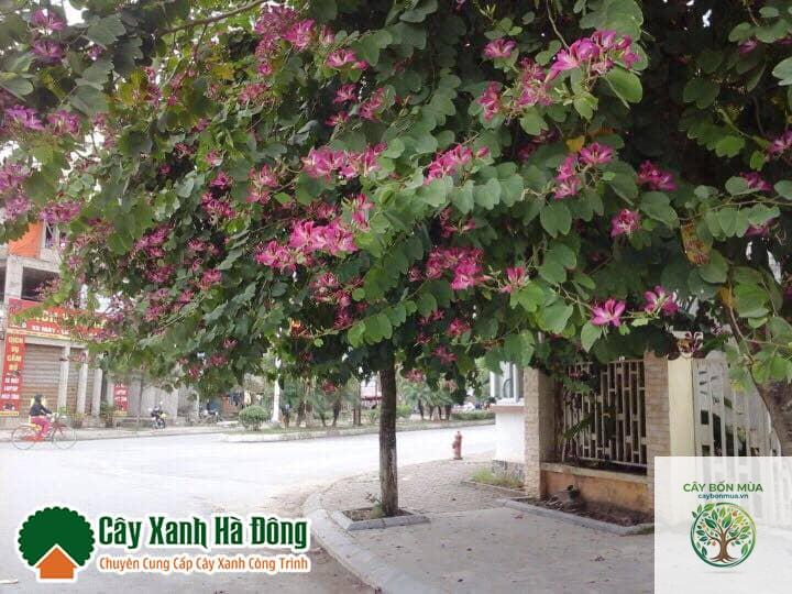 cây ban đỏ - Image 5