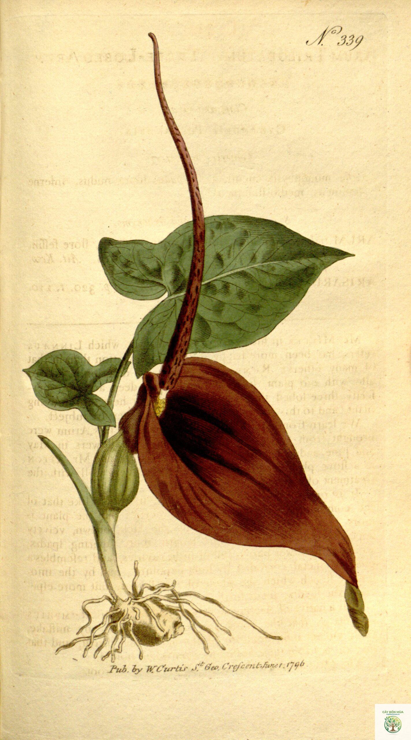 cây bán hạ nam - Image 3