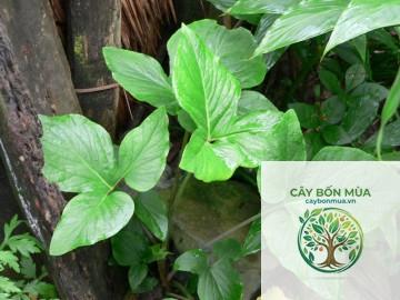 cây bán hạ nam - Image 5