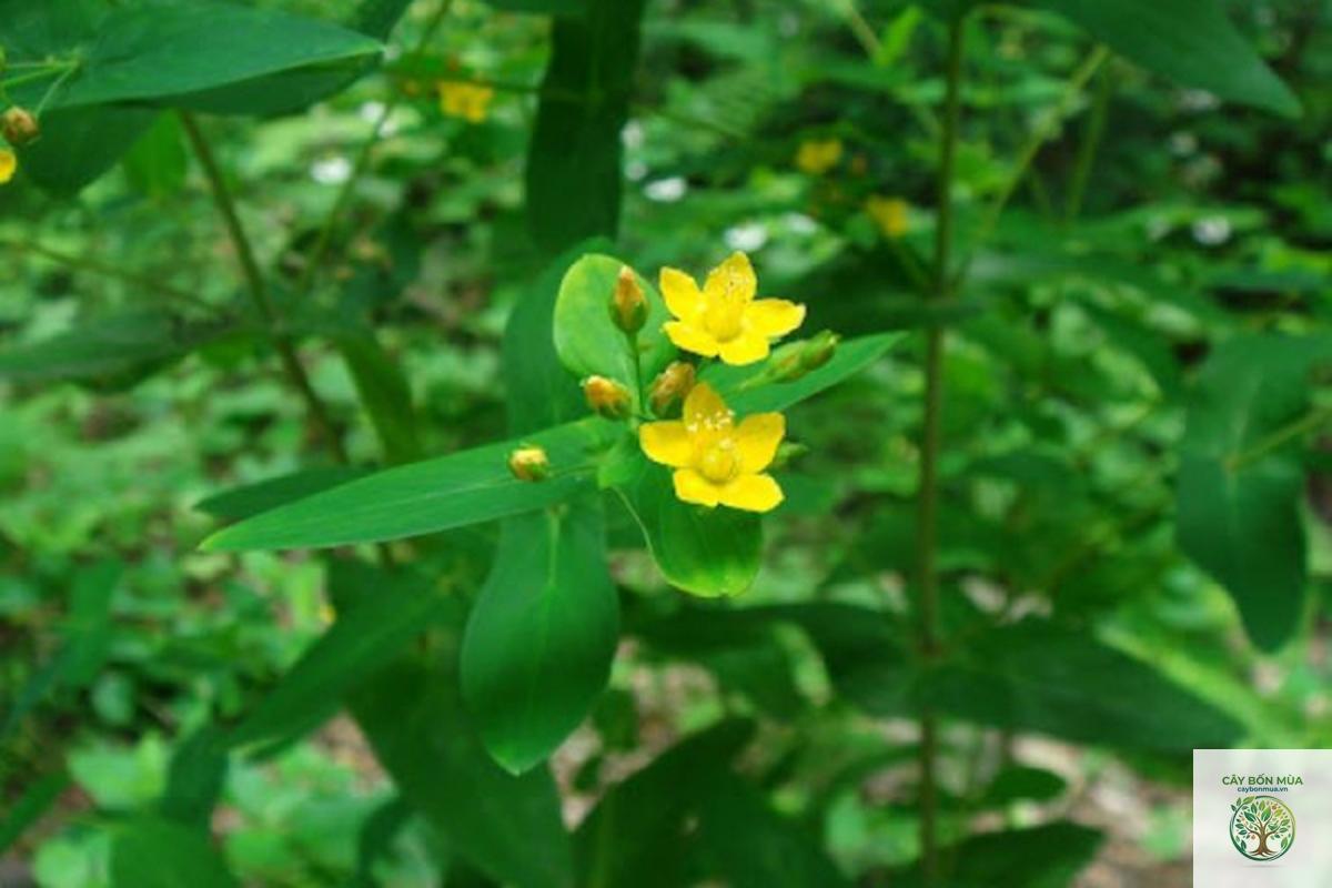 cây ban lá dính - Image 1