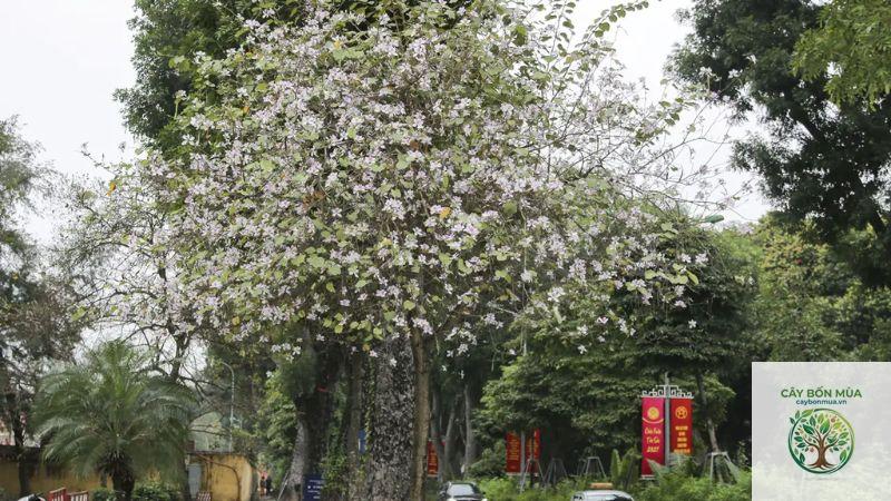 cây ban trắng - Image 5