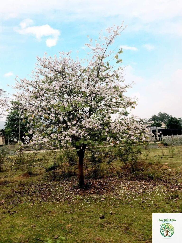 cây ban trắng