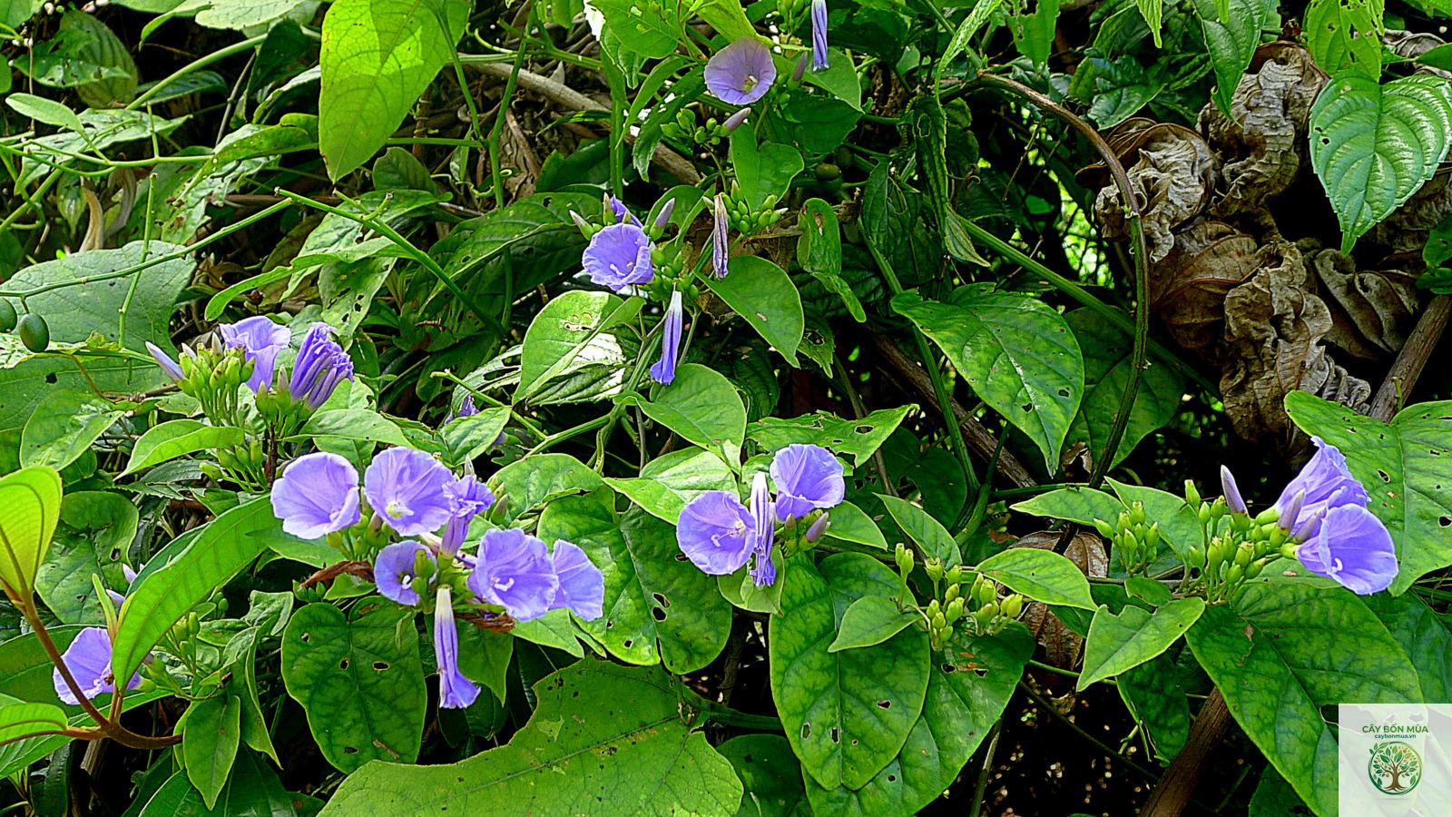 cây bìm bìm - Image 3