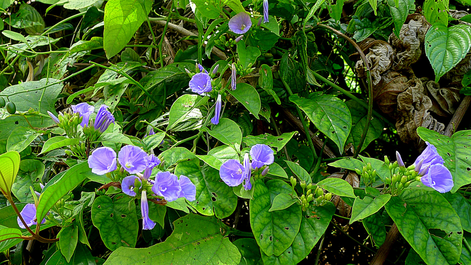 cây bìm bìm - Image 4