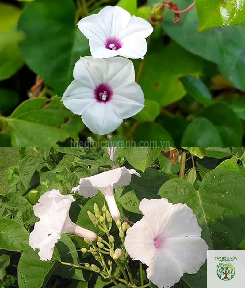 cây bìm bìm hoa trắng - Image 3