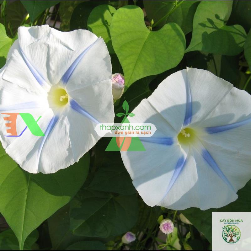 cây bìm bìm hoa trắng - Image 4