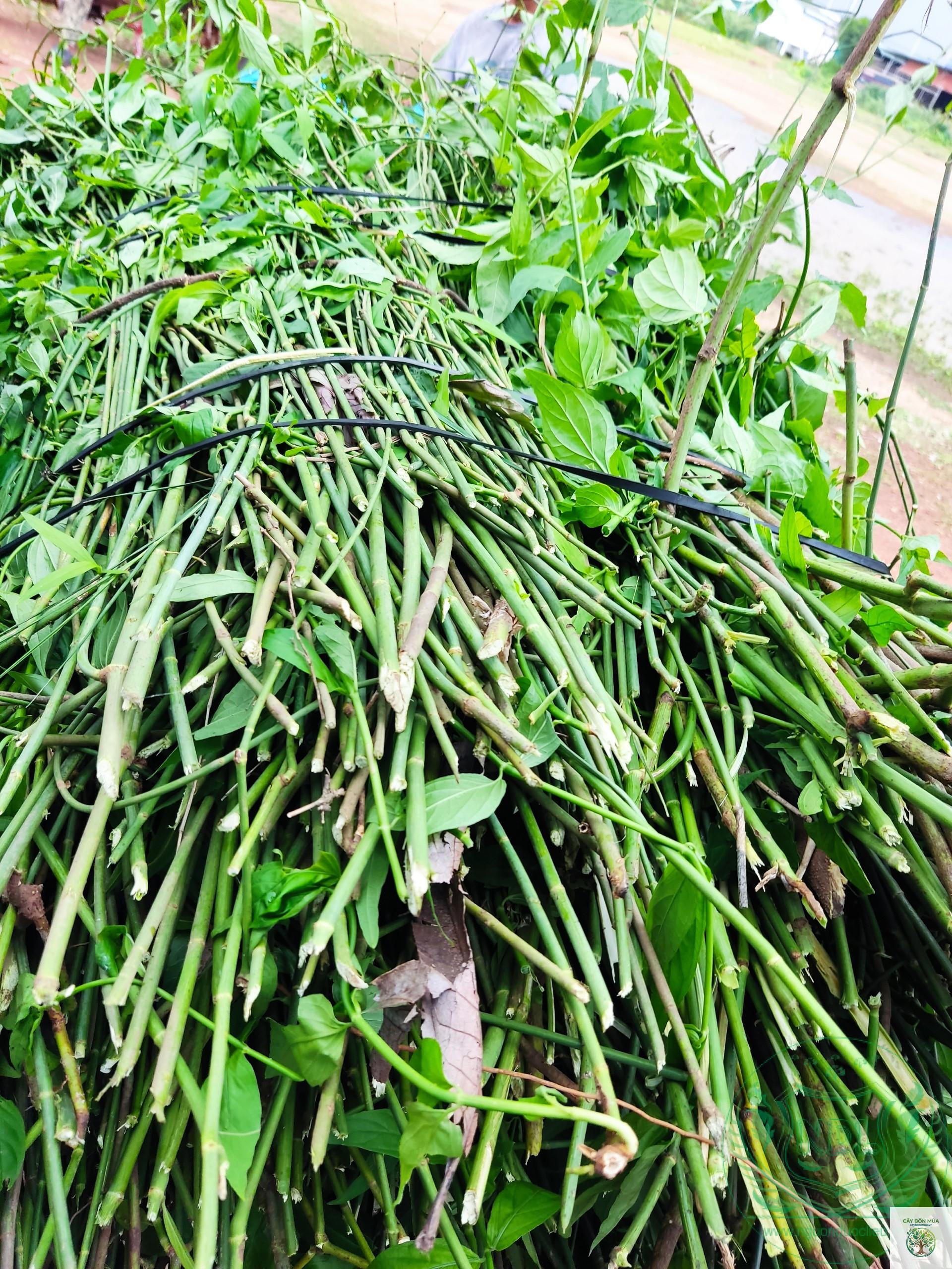 cây bìm bìm rừng - Image 3
