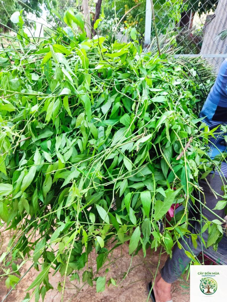 cây bìm bìm rừng