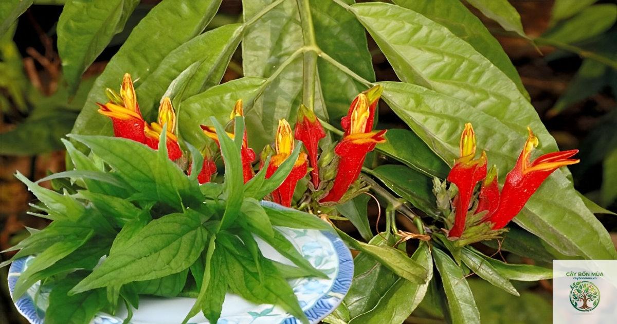 cây bìm bịp - Image 2