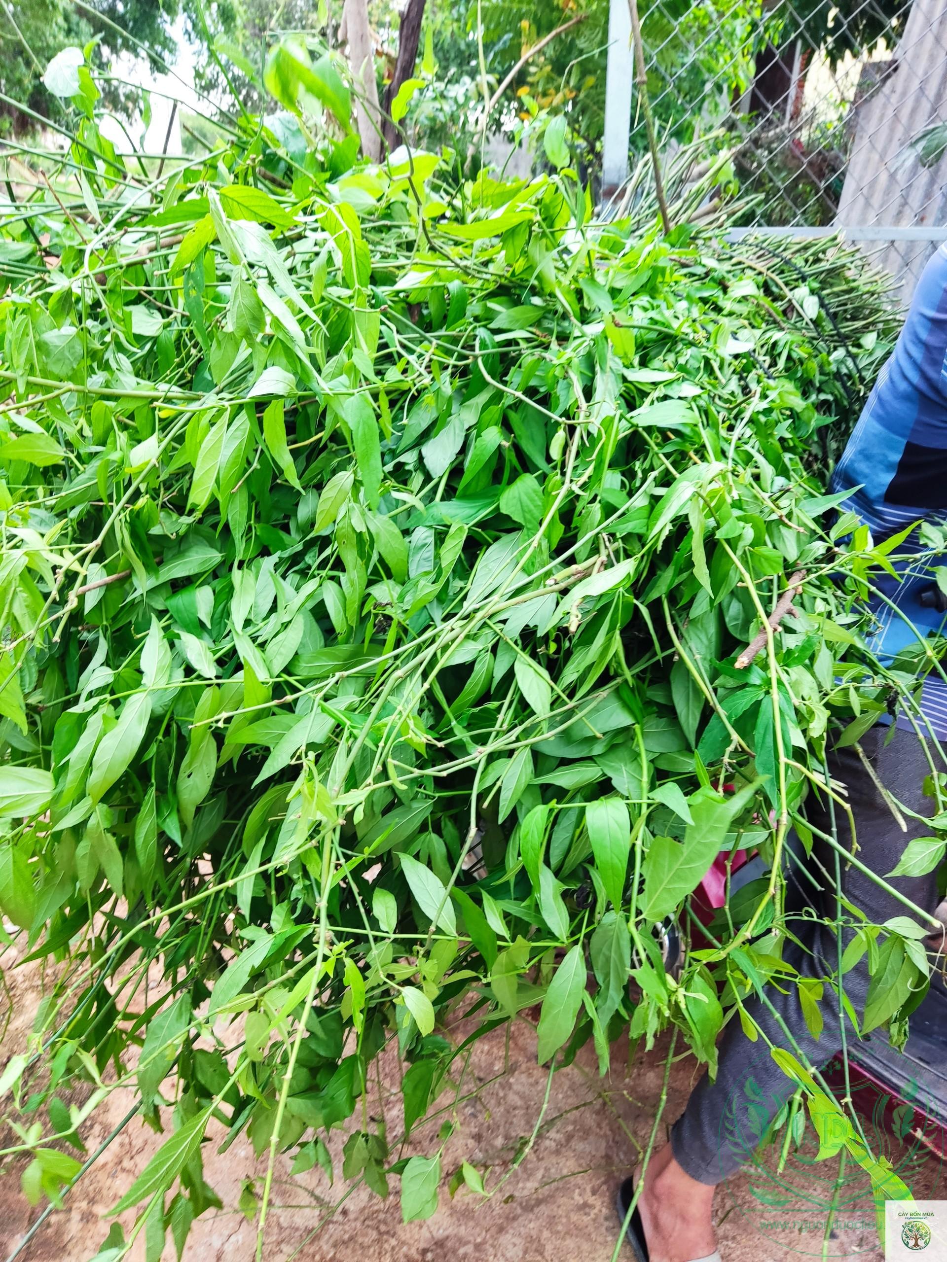 cây bìm bịp - Image 3