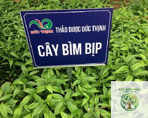 cây bìm bịp - Image 4
