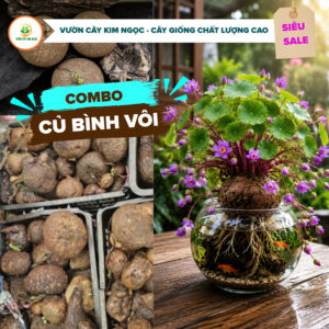 cây bình vôi tím