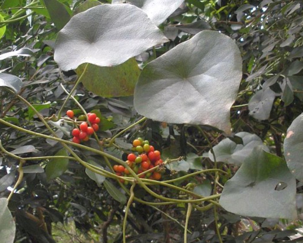 cây bình vôi trắng