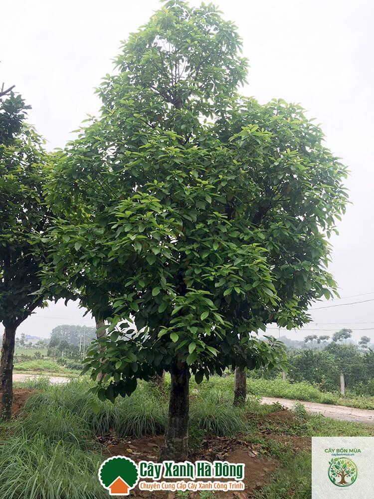 cây bơ - Image 3