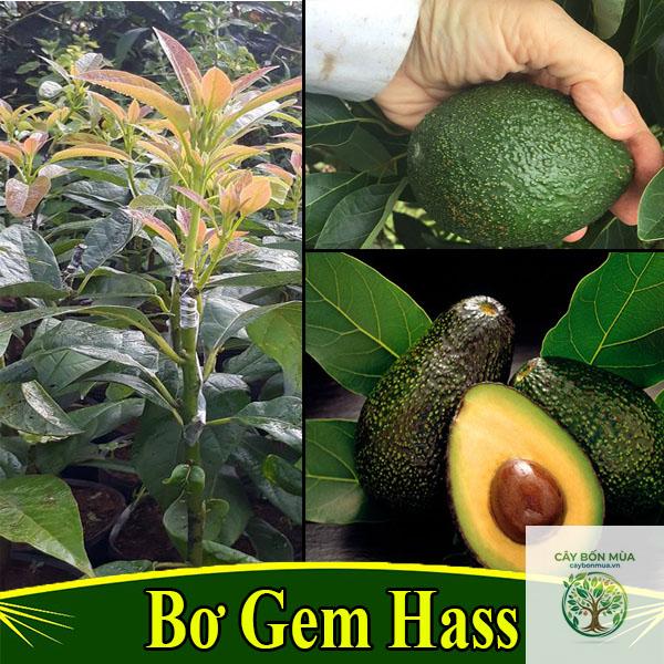 cây bơ Gem - Image 3