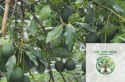 cây bơ Gem