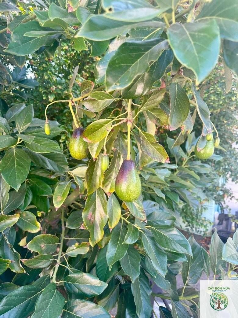 cây bơ Mexicola - Image 1