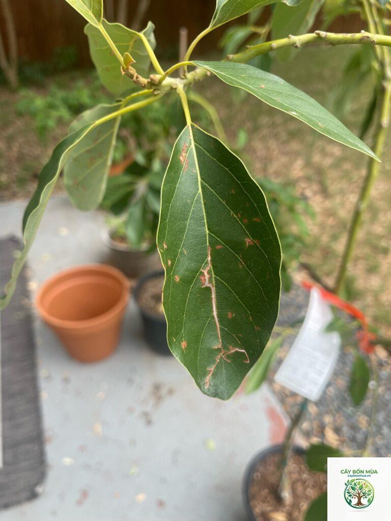 cây bơ Zutano