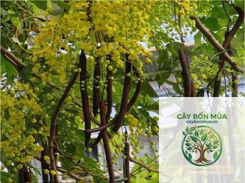 cây bọ cạp đen - Image 4