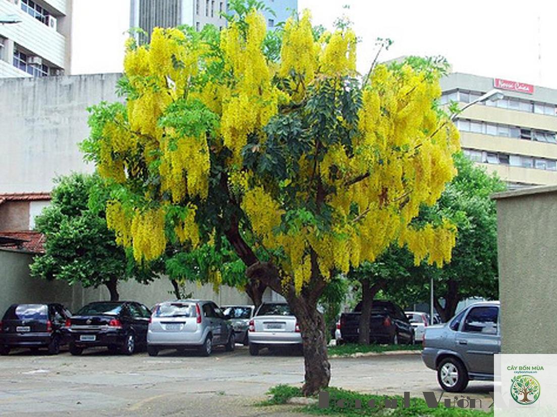cây bọ cạp nước - Image 2