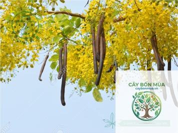 cây bọ cạp nước - Image 3