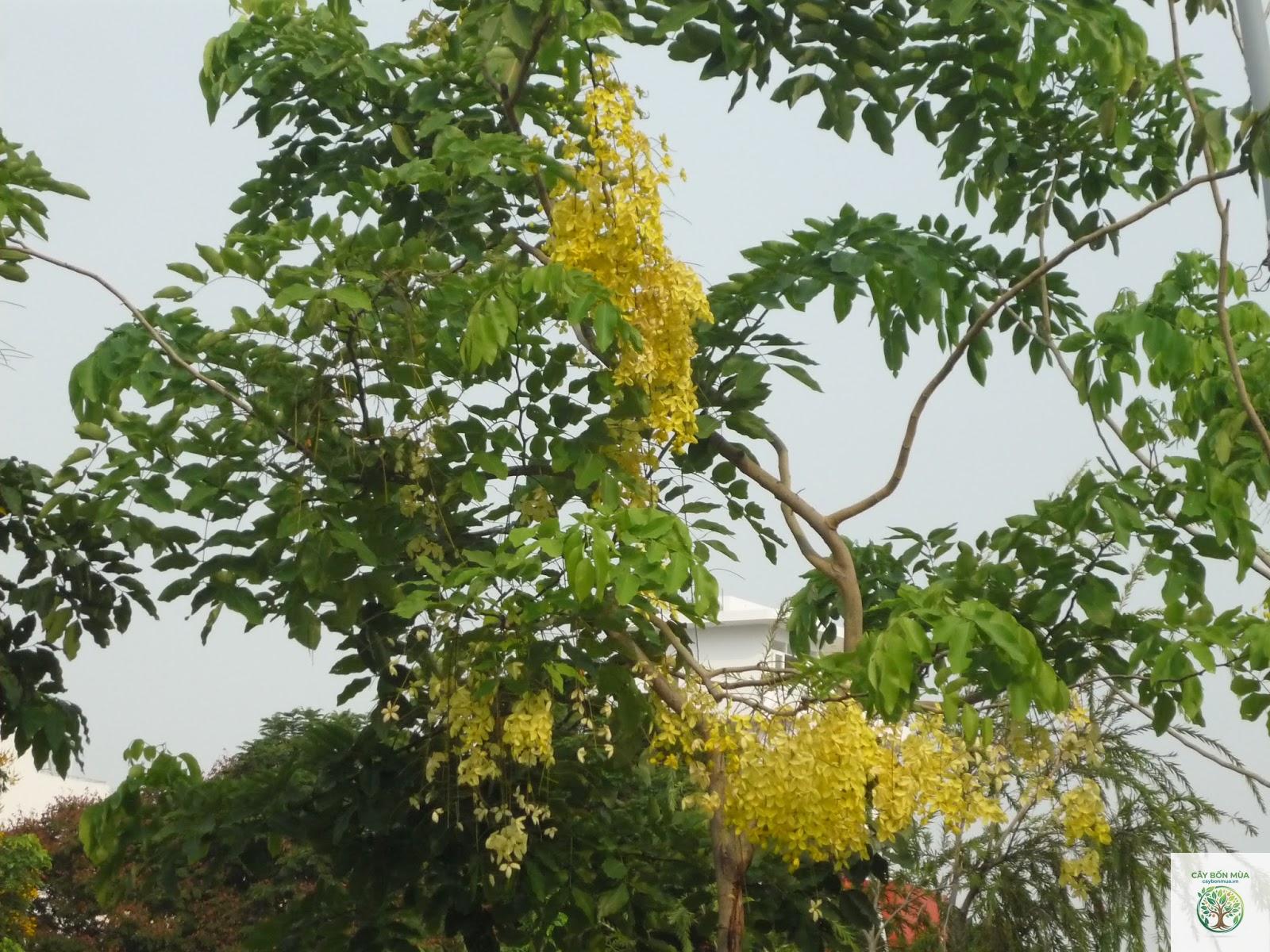 cây bọ cạp nước - Image 4