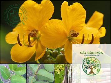 cây bọ cạp nước - Image 5
