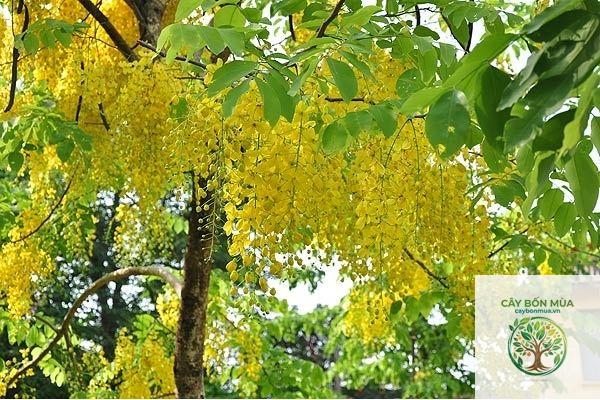 cây bọ cạp nước