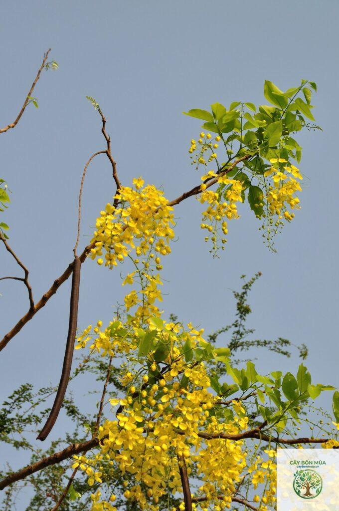 cây bọ cạp vàng
