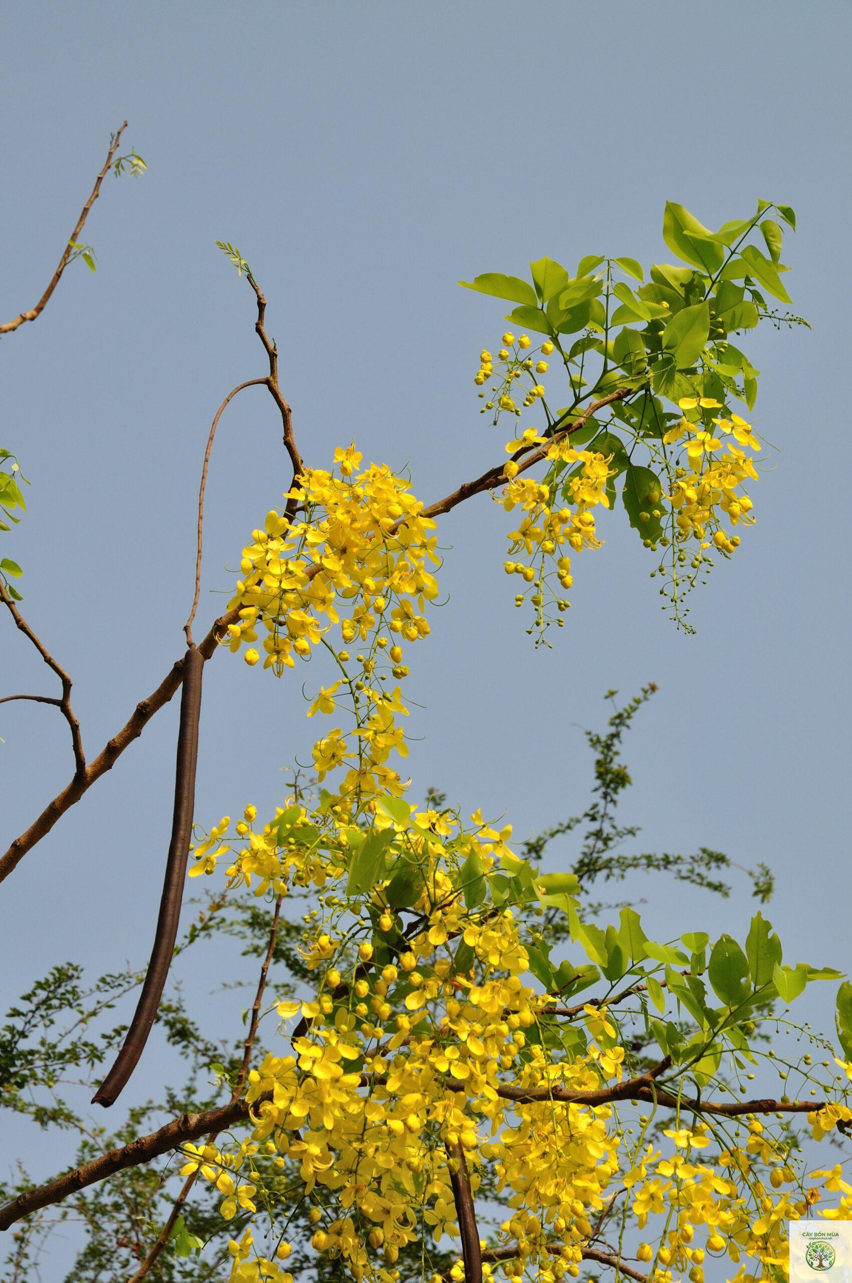 cây bọ cạp - Image 1
