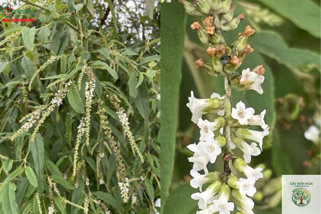cây bọ chó