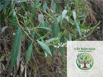 cây bọ chó - Image 3