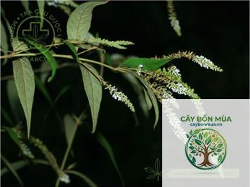 cây bọ chó - Image 4
