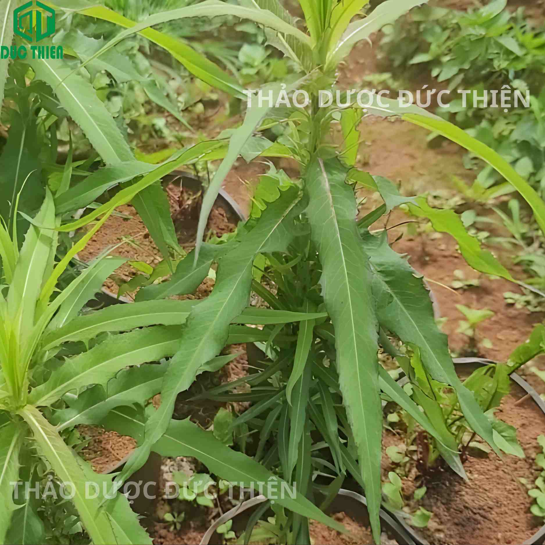 cây bồ công anh - Image 2