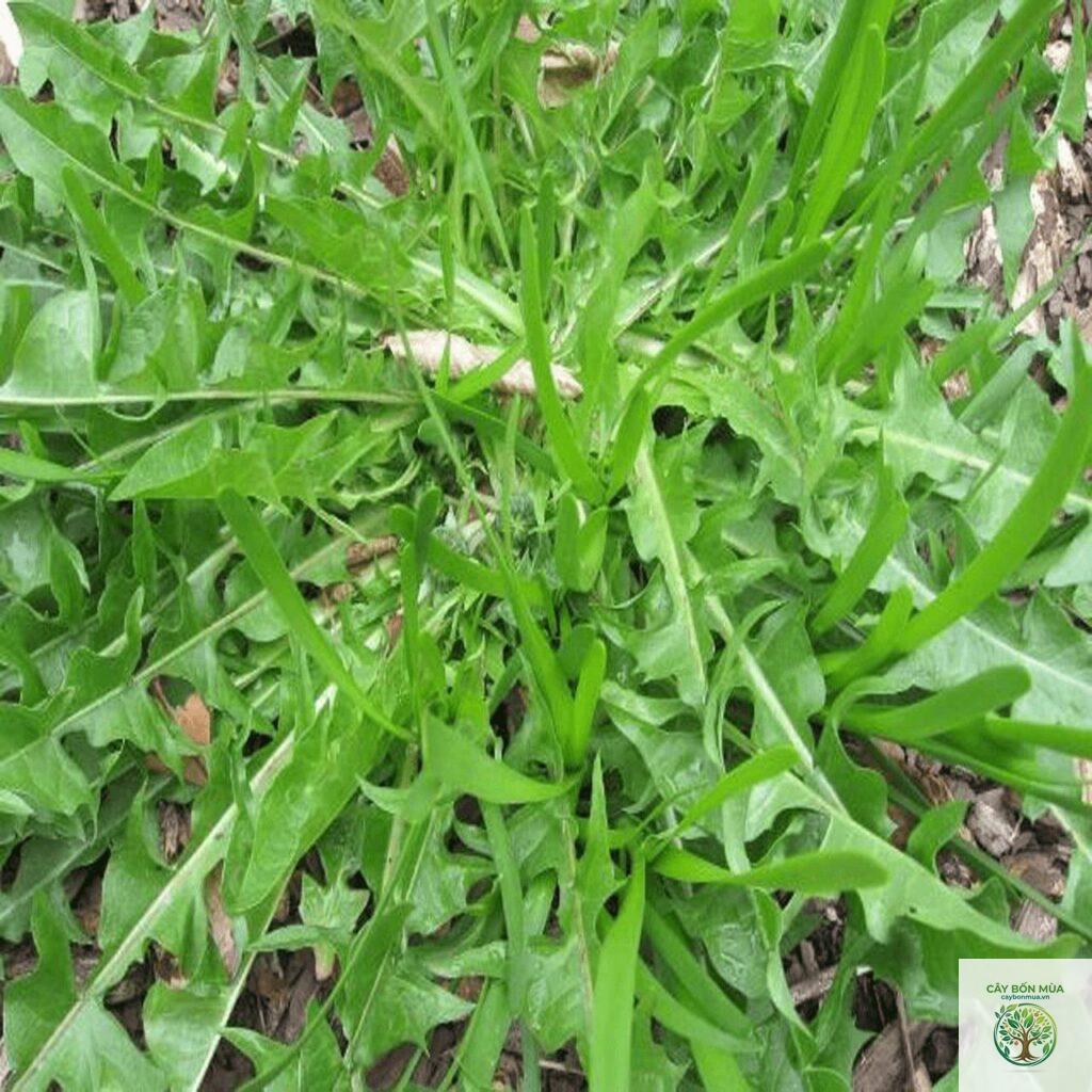 cây bồ công anh Nhật