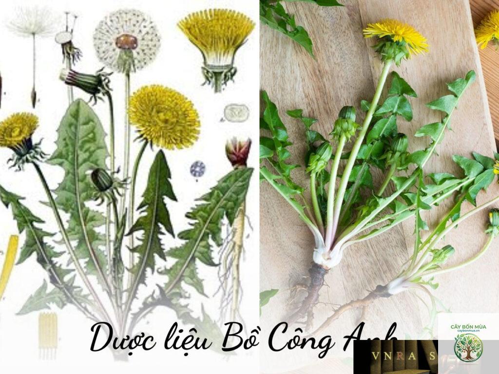 cây bồ công anh Trung Quốc