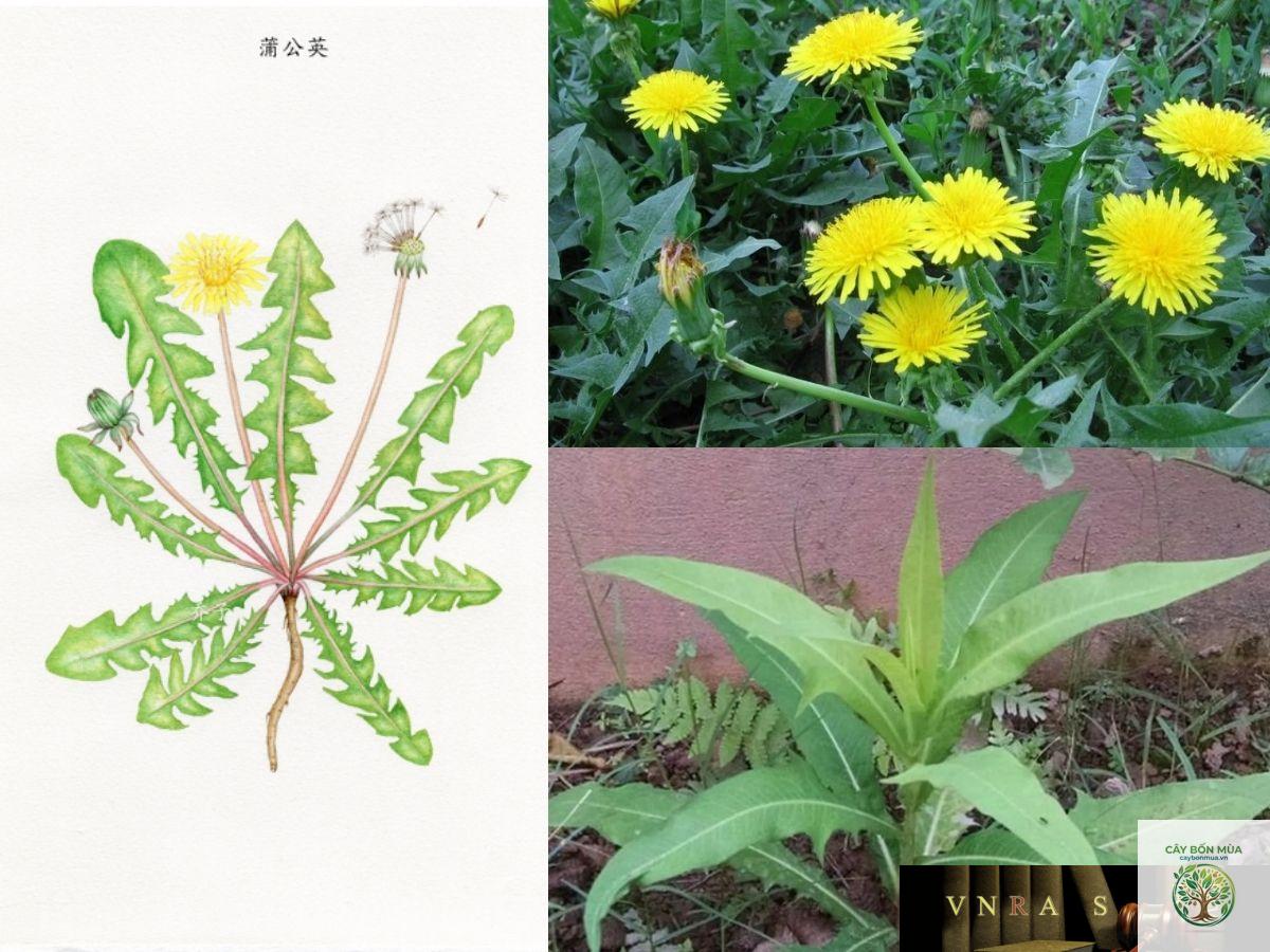 cây bồ công anh Trung Quốc - Image 3