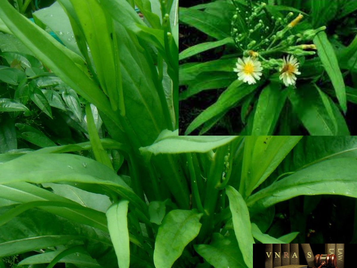 cây bồ công anh núi - Image 3