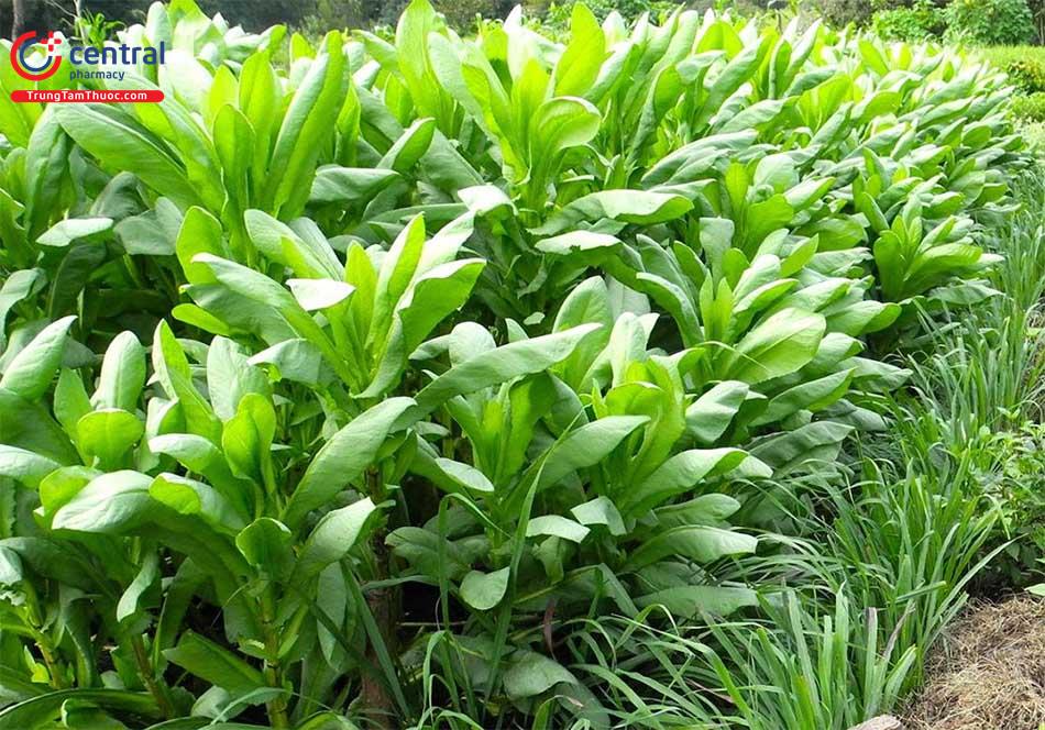 cây bồ công anh núi - Image 4