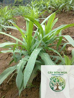 cây bồ công anh trắng - Image 4