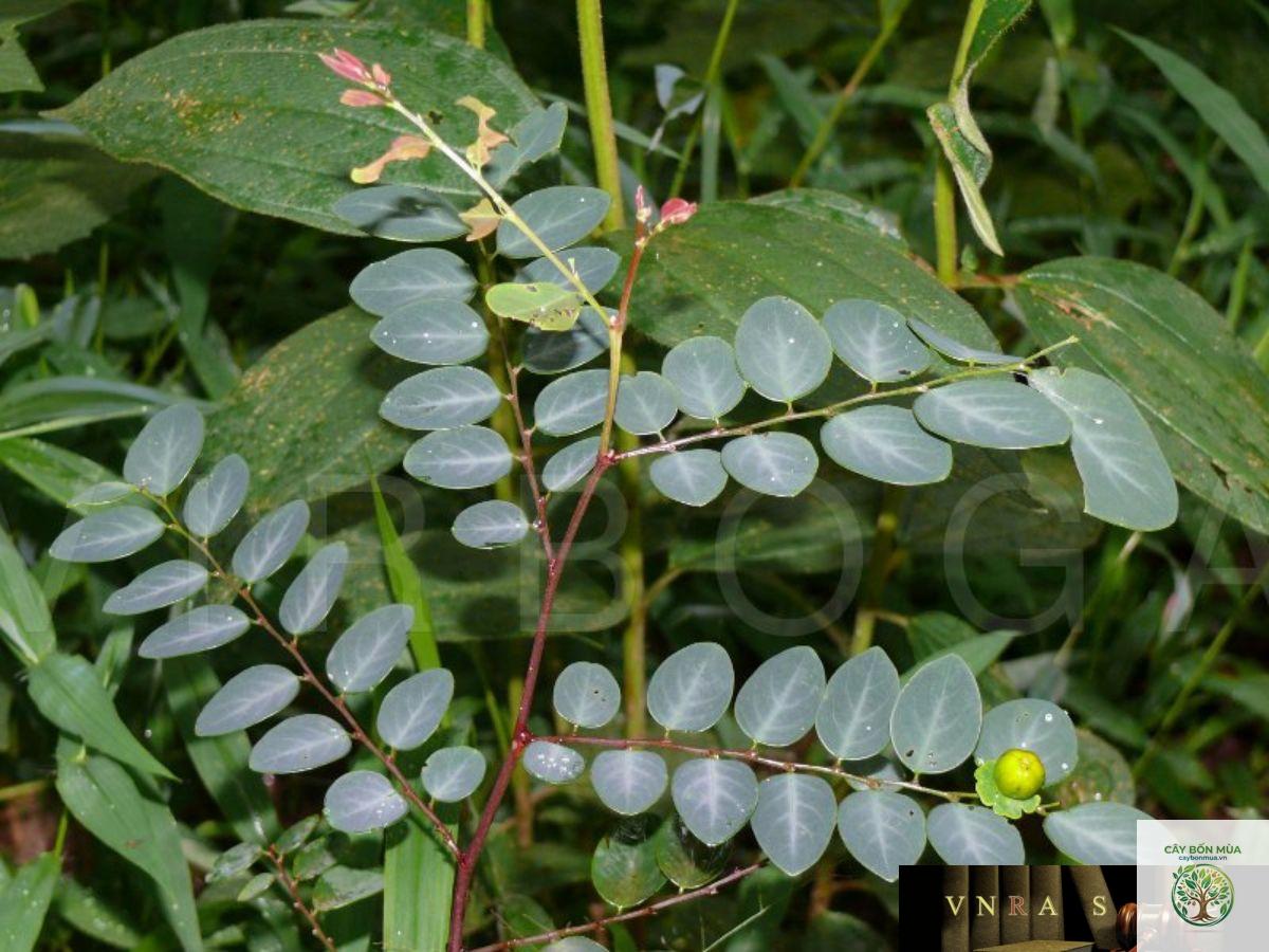 cây bồ cu vẽ - Image 2