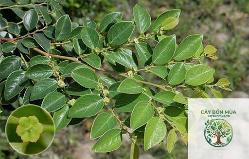 cây bồ cu vẽ - Image 3