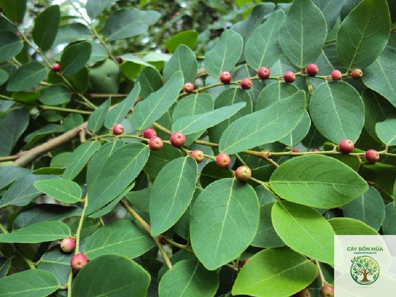 cây bồ cu vẽ