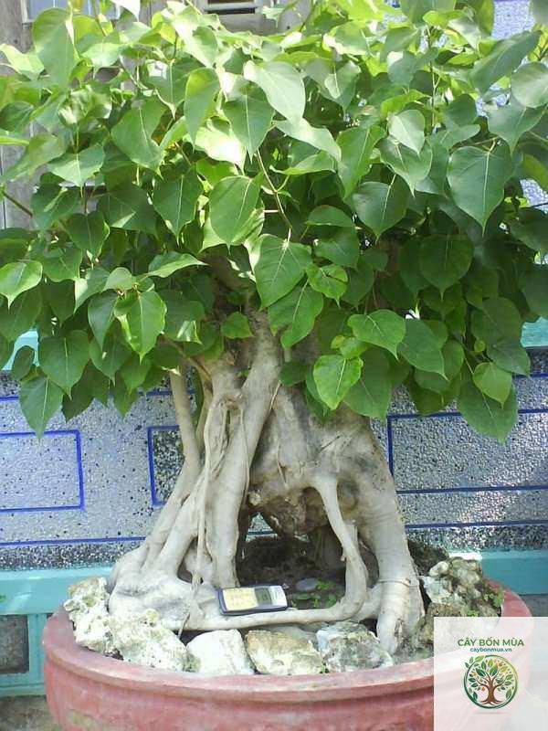 cây bồ đề - Image 2