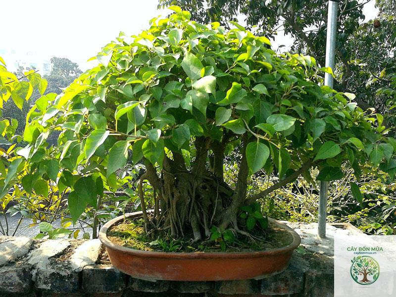 cây bồ đề - Image 4