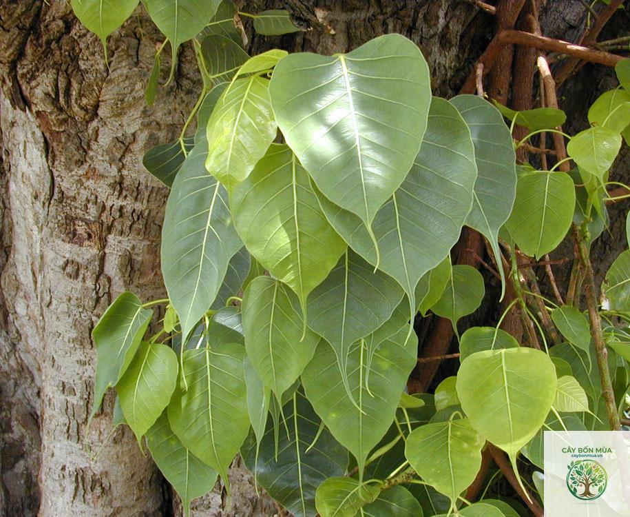 cây bồ đề