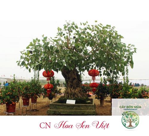cây bồ đề đỏ - Image 3